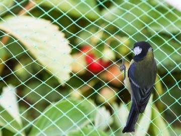 Vogelnet polyester groen 4 x 10 sfeerfoto vogel